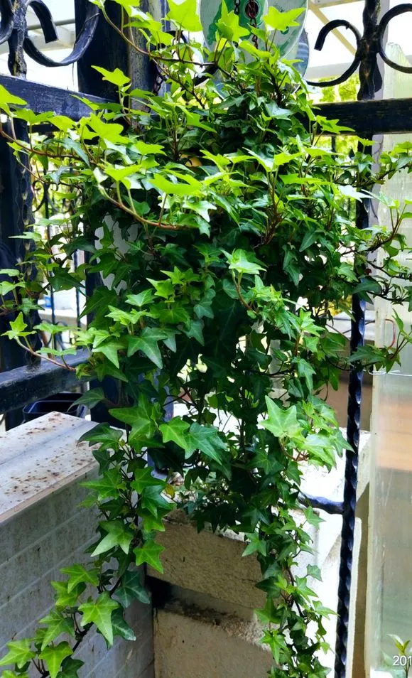 3种花耐阴爱爬藤，半年爬满窗，长成植物墙，养起来太省心