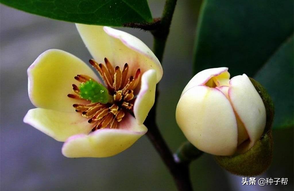 含笑花外形特点，常绿灌木，简单介绍