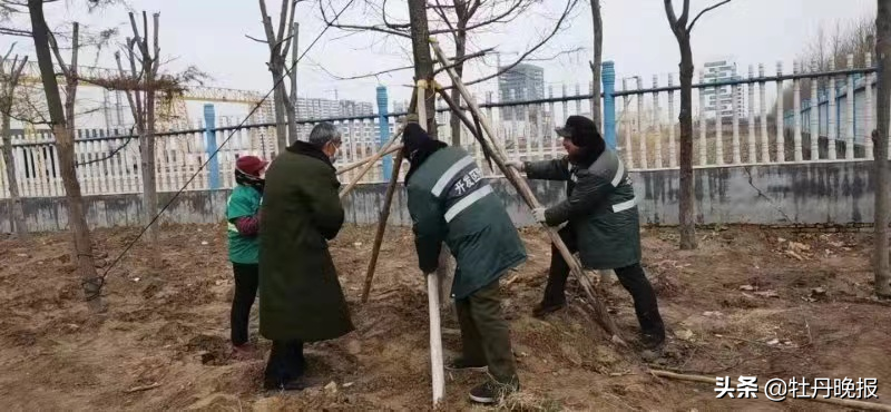 菏泽开发区园林处开启春季绿化模式