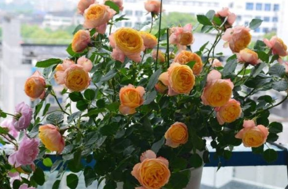 家里没有阳光，不要去养3种花，养了也不开花