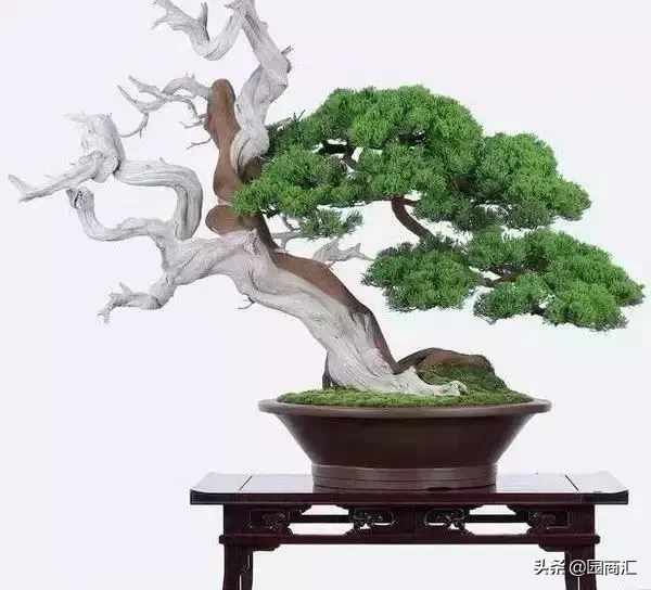 盆栽观赏苗大火，这些盆景一个比一个美