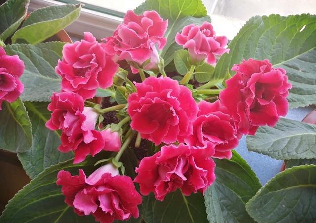7种漂亮花，开花像“疯魔”，家里养一盆，全年开花“累不死