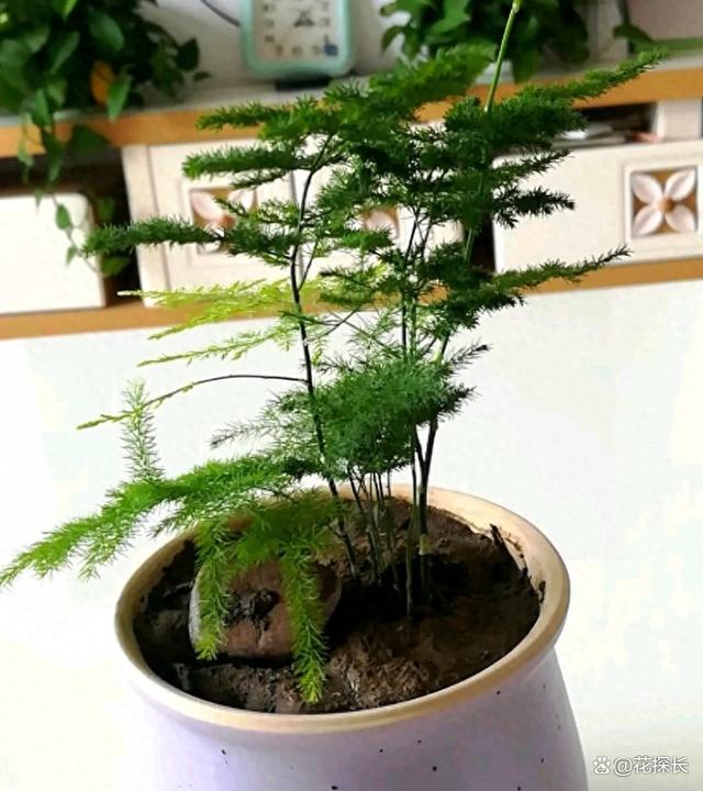 秋冬时节，养这5种花注意了：它们最怕浇水，浇一盆枯一盆
