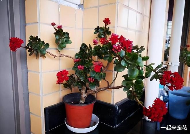 3种花老了“遭人嫌”，赶紧淘汰掉别白费力，开花能力差颜值低