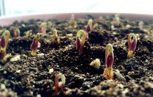 紫叶酢浆草叶片太稀少？注意这4个要点，可以将它养得枝繁叶茂