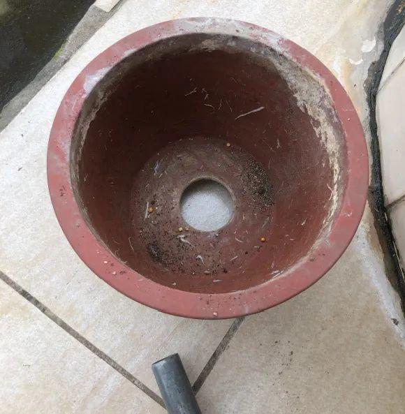 养花不一定要用大花盆，8种花要换小盆，挤着养才能长好