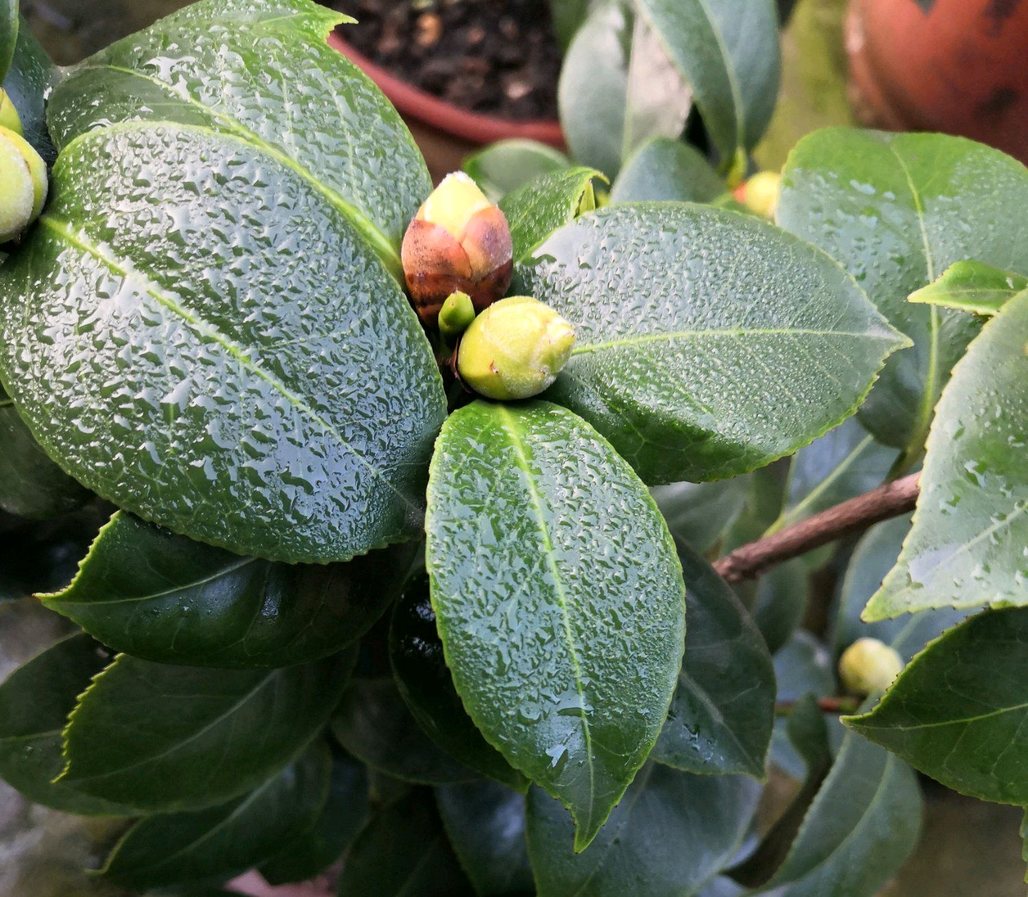 十八学士茶花的花苞外层枯萎了怎么回事？是浇水太多，还是肥伤