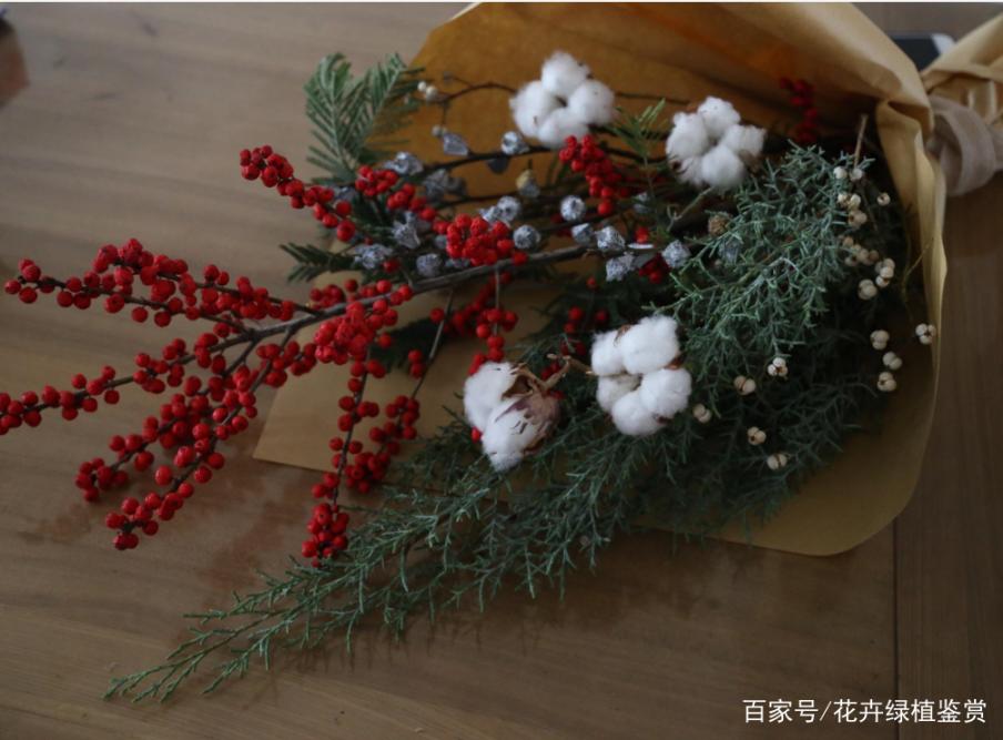 冬青扦插生根最快方法是什么？冬青的特点是什么？