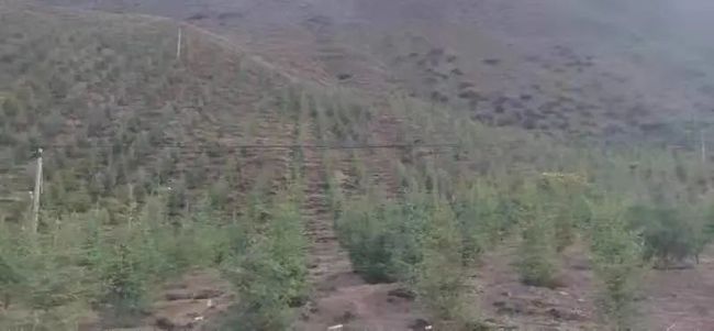 大力推进国土绿化 建设美丽昌都 大力推进国土绿化 建设美丽昌都