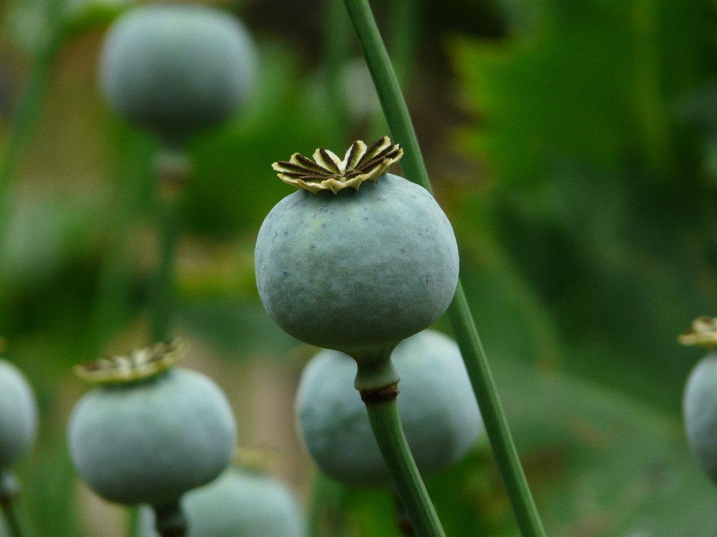 这花不能挖，是国家保护植物！盘点野外保护植物