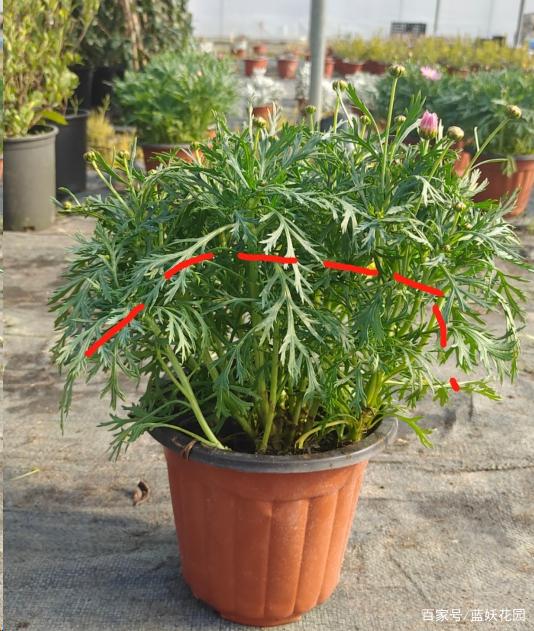 被称为爆盆利器的玛格丽特菊，做好这2点，见花不见叶