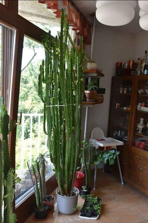4种“镇宅”花，容易被水浇死，“手太勤”养不活