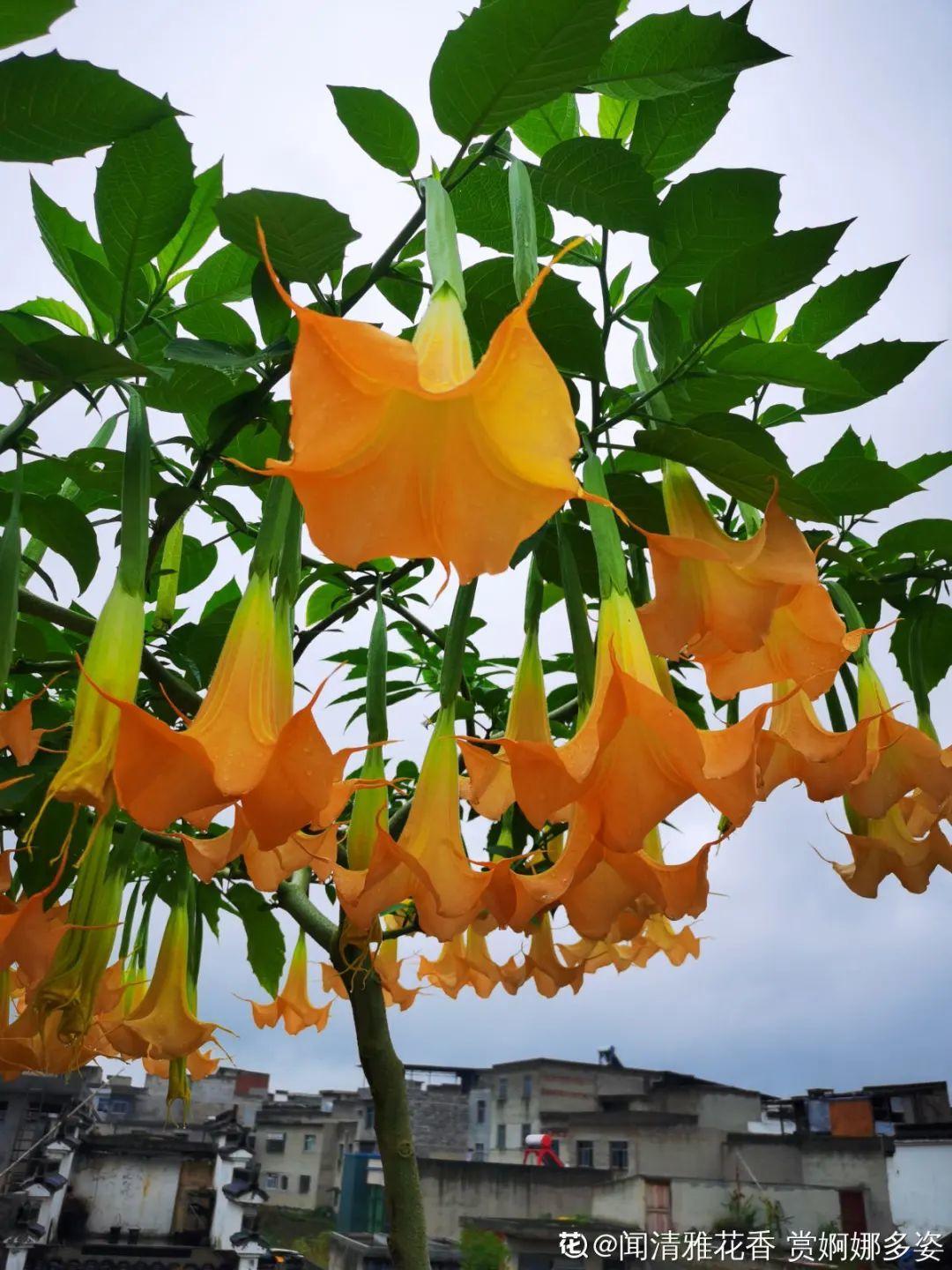 花长不好，就炒菜吃？千万不行