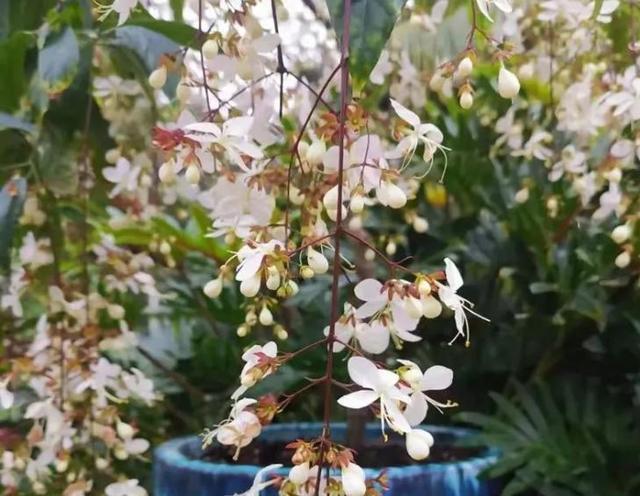 网红盆栽“垂丝茉莉”开花如飞舞，花香四溢怡人