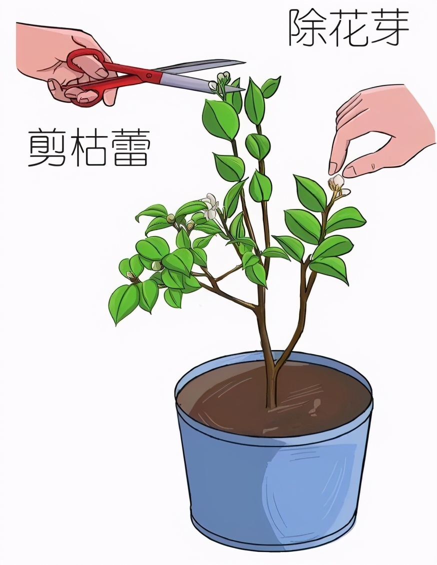 山茶花根系十分脆弱，移栽时一定要注意对植株根系的保护