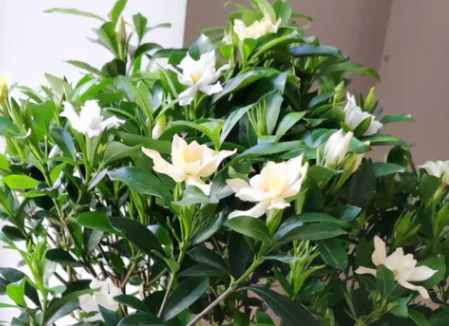 在家养栀子花，需要记住3点 能养出洁白清香的栀子花