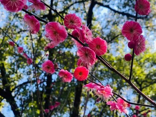 春天必去，杨浦最全赏梅地图拿走