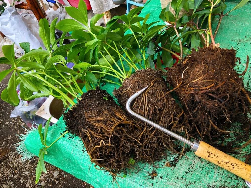 刚买回家的植物是否要换盆？如何让它们生长健康，开花旺盛？