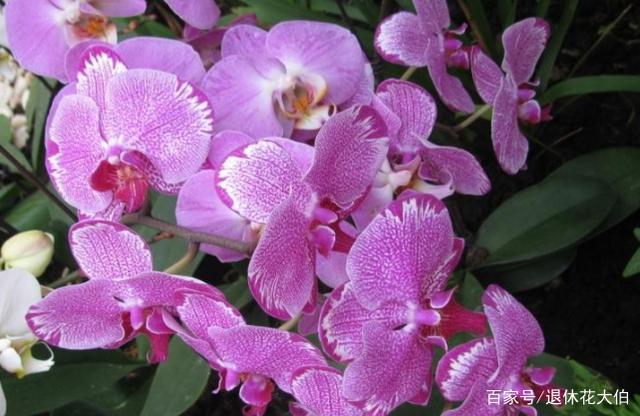 这花好养活又漂亮，是出名的年宵花，却因“花期短”不招人待见