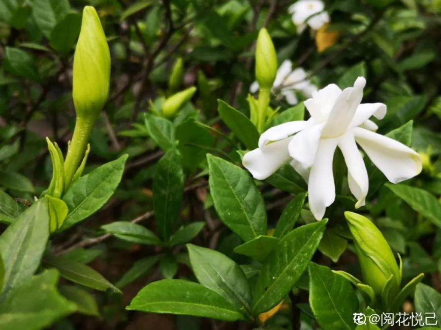 入夏前，10种花要赶紧施肥，不然以后没花看