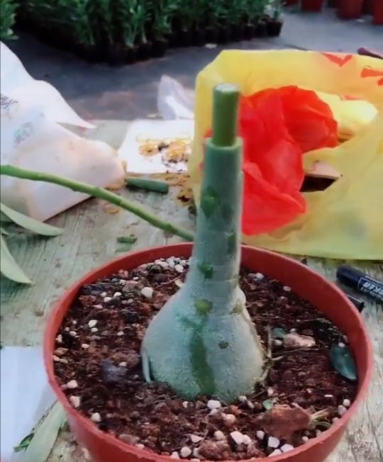 嫌沙漠玫瑰的“肚子”小？用这三招，轻松养出沙漠玫瑰“啤酒肚