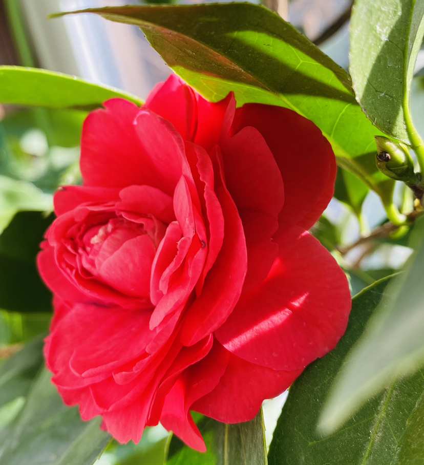 向往有个小院子，一年四季种种花，过“繁花似锦”的日子