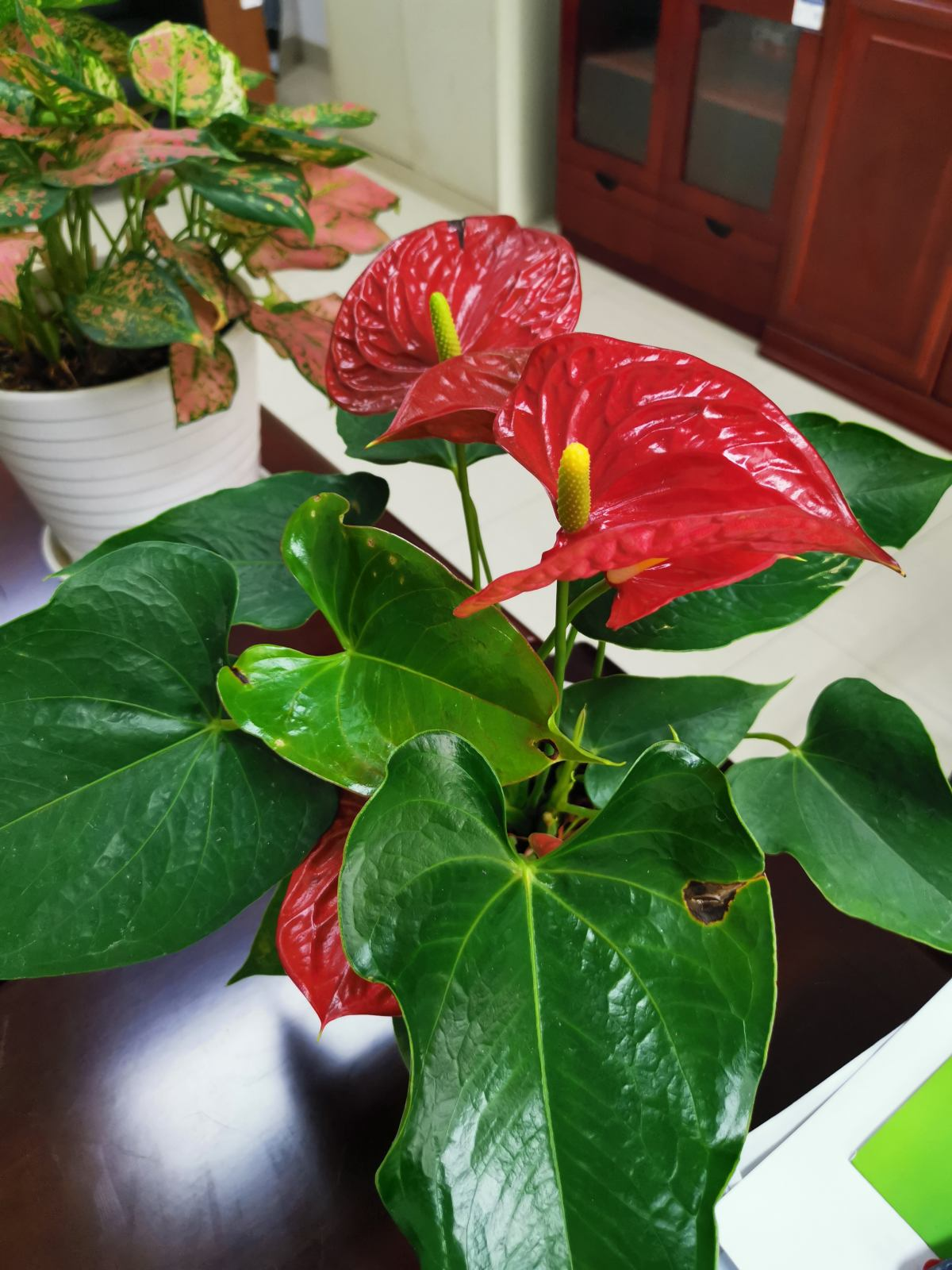 泼辣的花，养起来就是皮实，扔外面不用管就能爆花