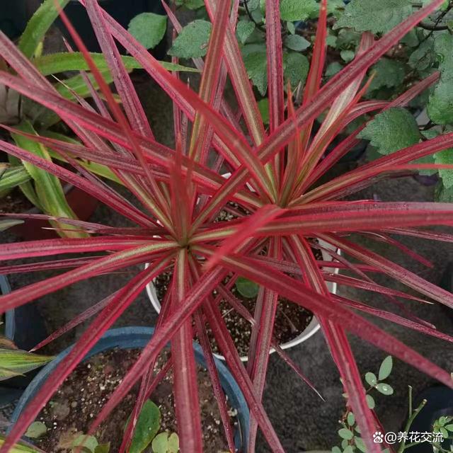 室内养不好盆栽植物的常见原因，你占了其中几个？