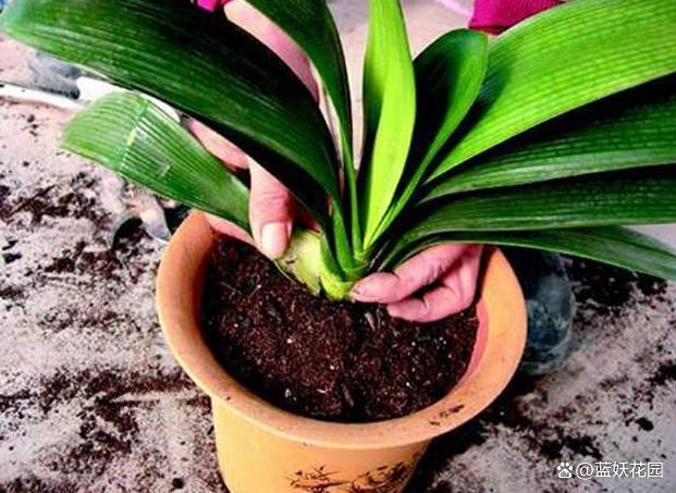 秋季盆栽换盆旺季来了，注意4个观察4点注意，换盆后盆栽长得旺