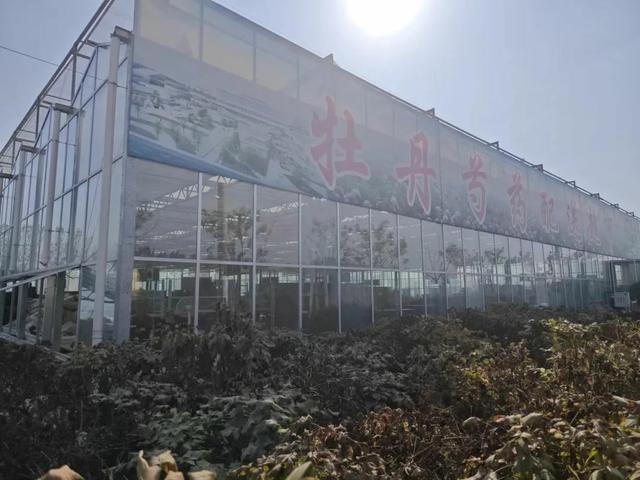 “牡丹超市”助推菏泽牡丹香飘全国！