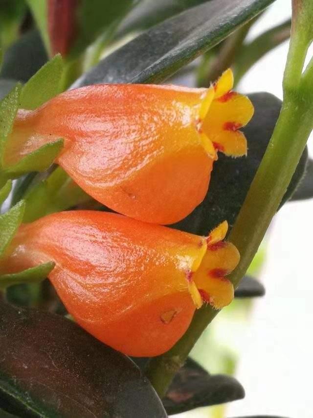 4种耐阴花卉，就算阳光不足照样开花，好看又好养