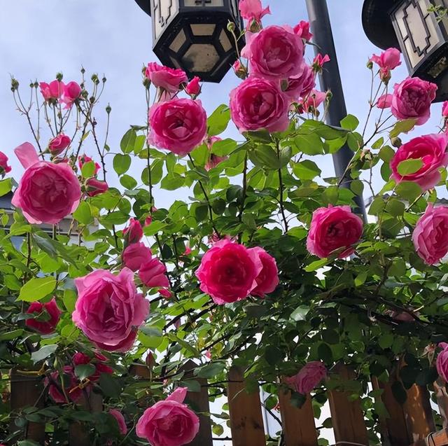 这4种月季爬藤能力很强，慢慢开成一面“花墙”，开花充满高级感