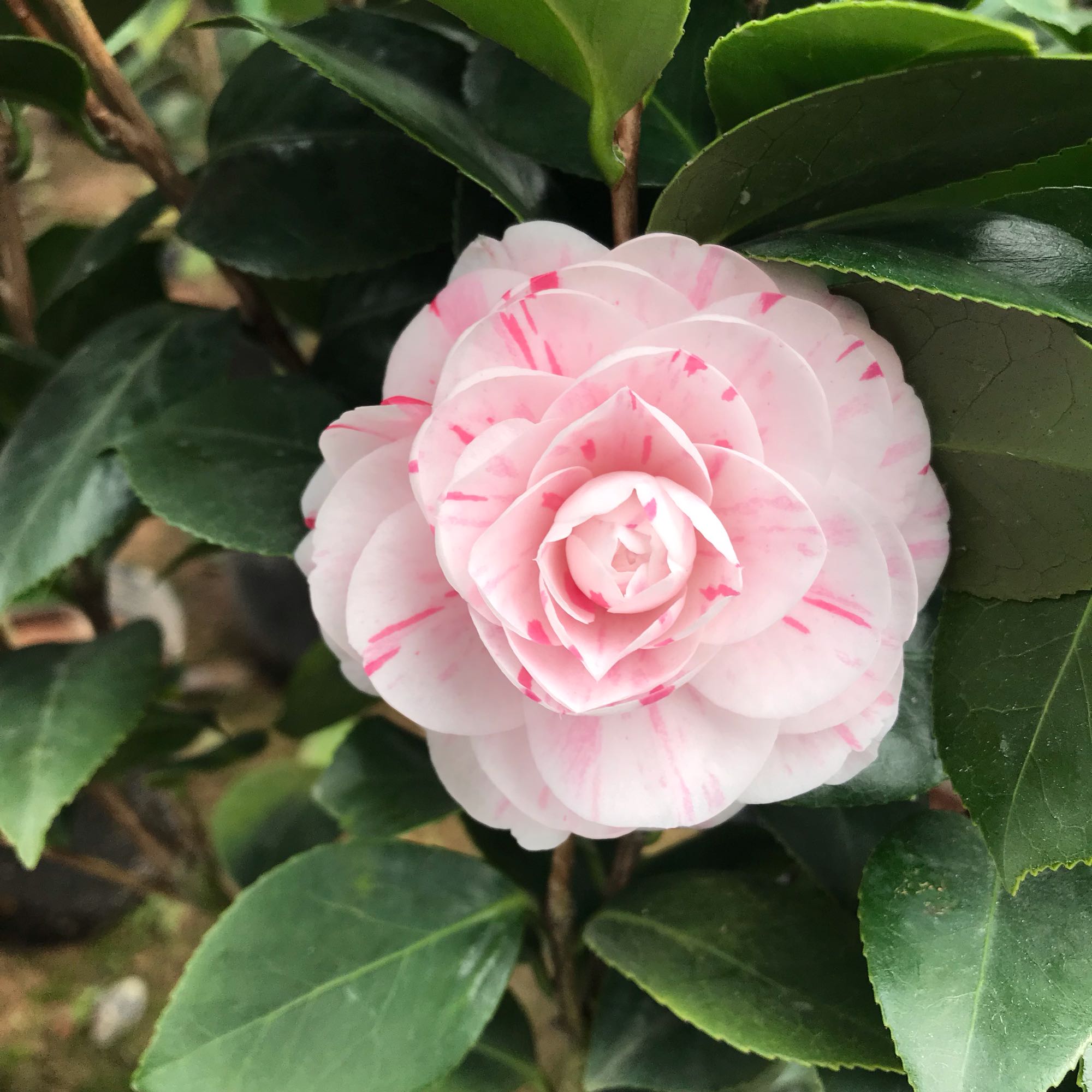 十八学士茶花的花苞外层枯萎了怎么回事？是浇水太多，还是肥伤