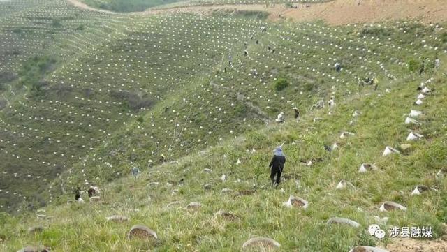涉县国土绿化试点示范项目苗木栽植工作完成