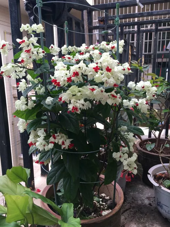 3种垂吊花，半年挂满窗户，开成窗帘花，窗帘钱都省了！