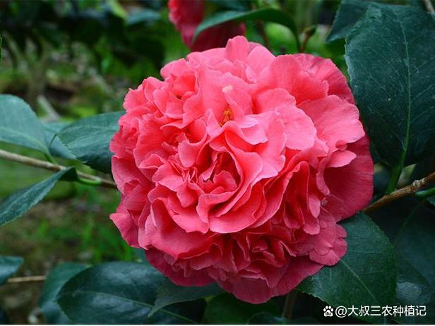 别光养月季了，这款花卉比“牡丹”还美，比香水好闻，新手首推