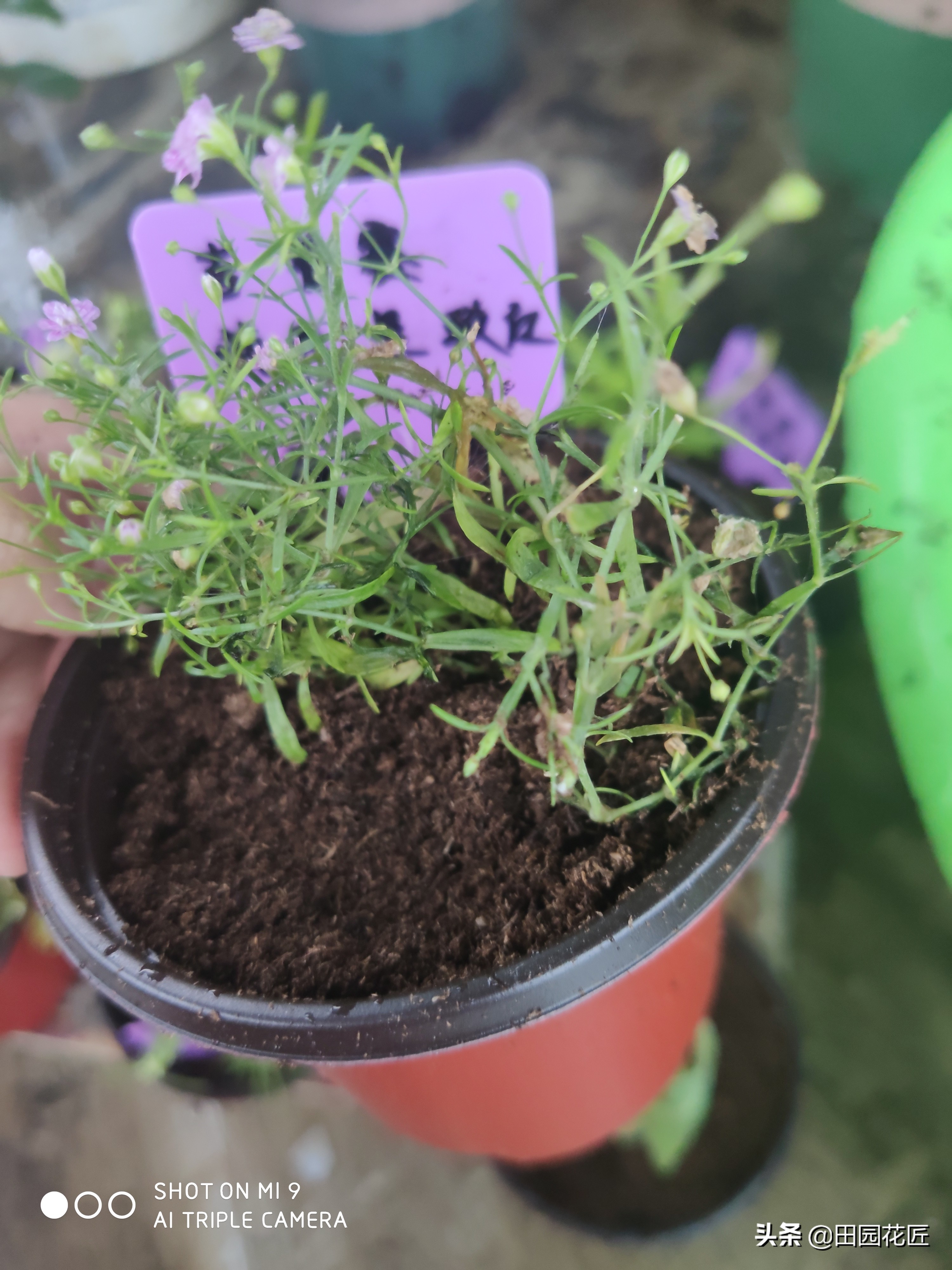 满天星还没开花叶片就干枯、萎蔫化水了？养护注意这些可规避问题