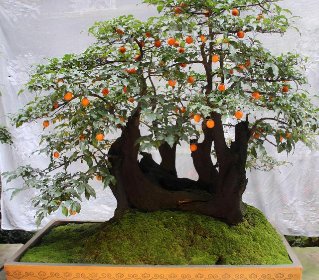 乡下有一种叫作“金弹子”的植物，做盆景很好看，带你看看