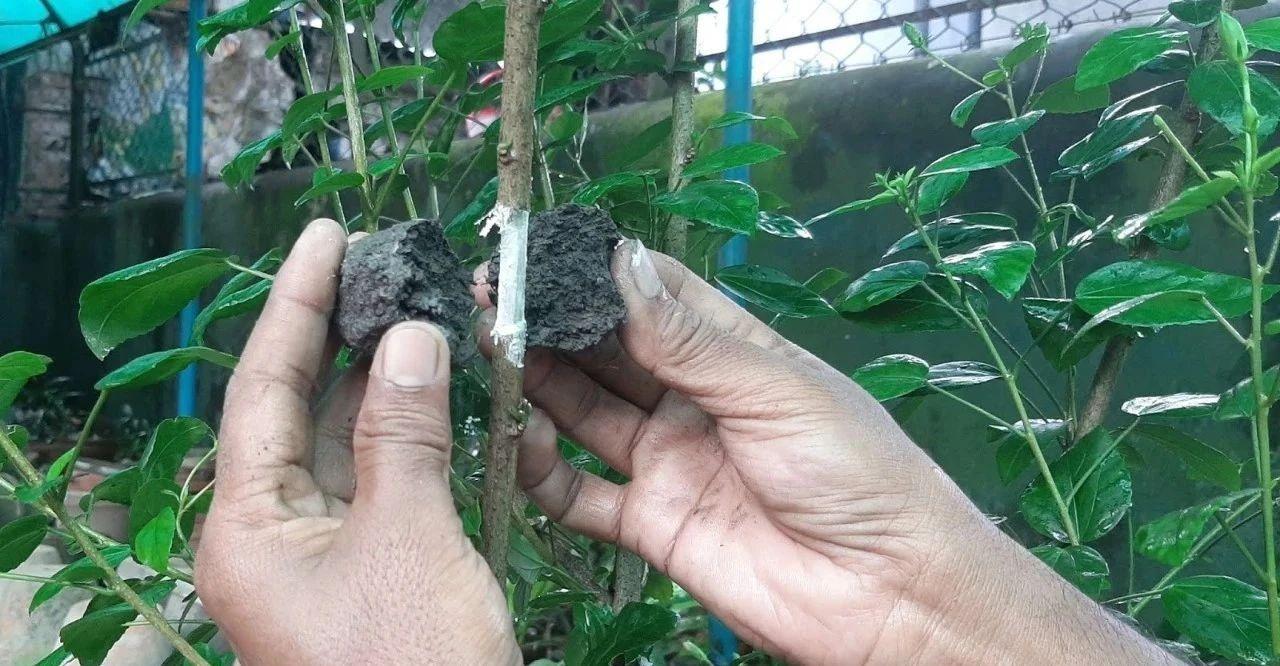 高压繁殖法，这些植物都适合，这样操作成活率高
