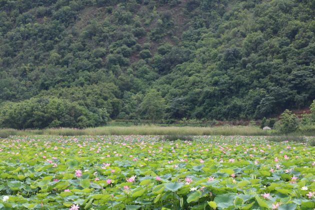 龙陵：湿地修复成效显 生态美景入画来