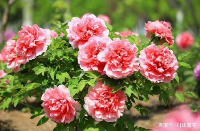 6种“长寿花”，好养好看开花美，能养几十年，价值翻倍惹人爱