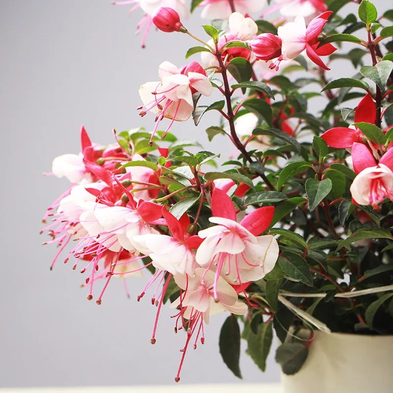 家里养盆灯笼花，一年四季都赏花，摆在阳台很漂亮