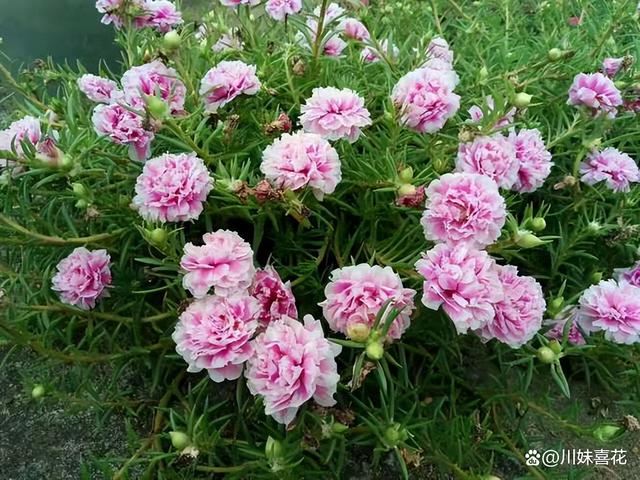 立秋后养太阳花，及时掌握4个要点，新芽长满盆，花开满枝头