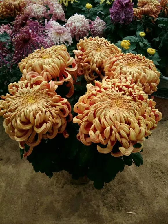 三角梅、长寿不开花，虐待一番，呼呼开成“大花树”