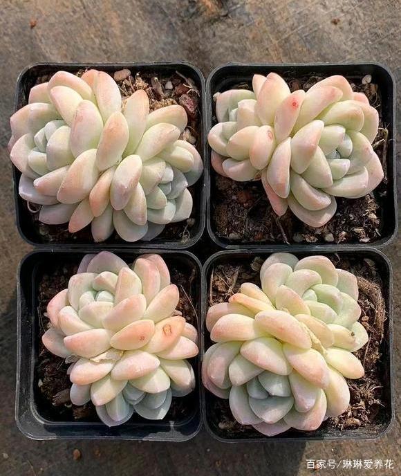 多肉冰玉，到底多少钱，有10块的，还有100块的，该怎么选？