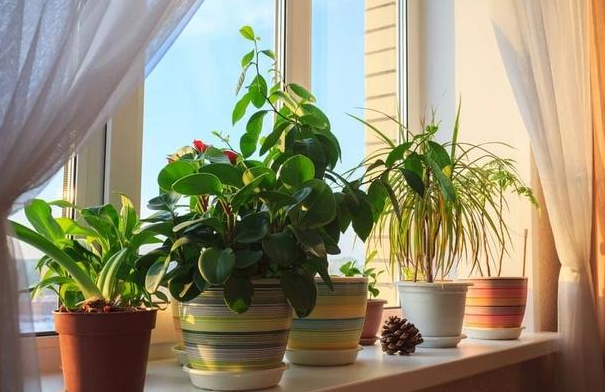 室内盆栽养花浇水不多，结果植物却烂根了？原因全出在这里