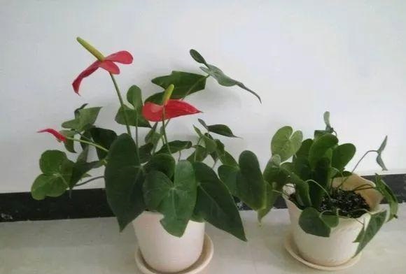 垃圾堆里“捡的”红掌，拿回家养成“4盆花”，没花1分钱