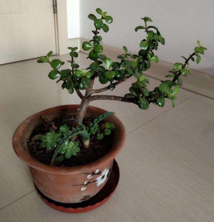 2种“盆栽”长寿又好养，一盆养出好多盆，非常有成就感