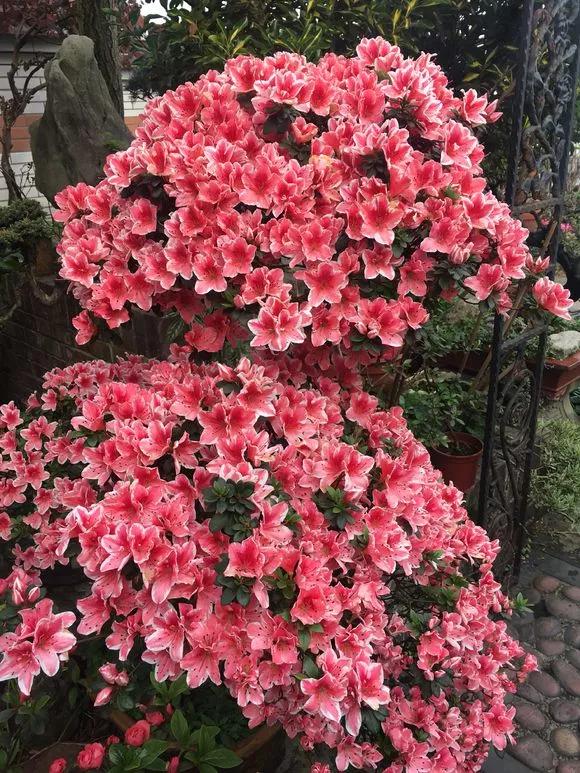 4种花好看但是“难养”，老手不敢养，新手养不好，别轻易入坑