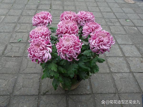 防止菊花叶子脱落变黄的方法